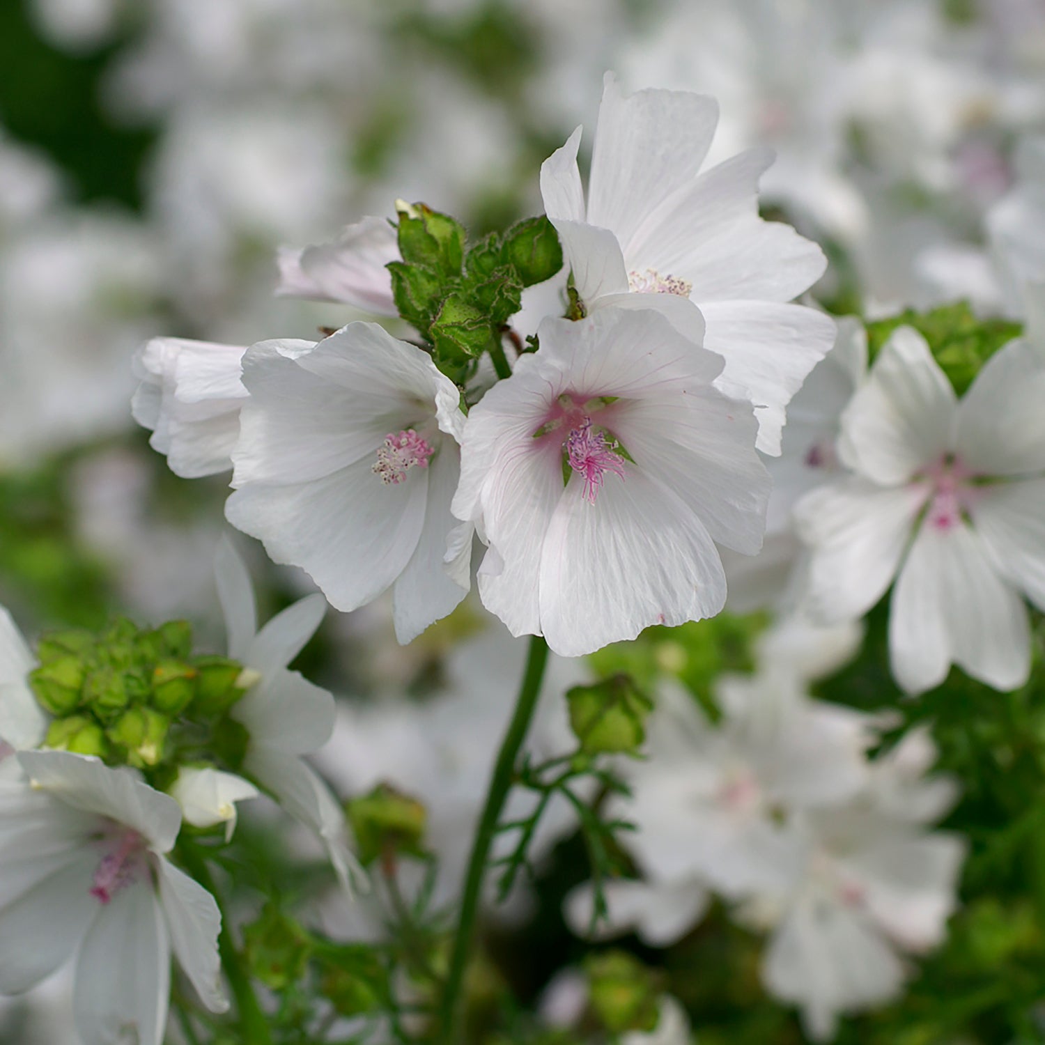 3 kpl Myskimalva 'Alba'