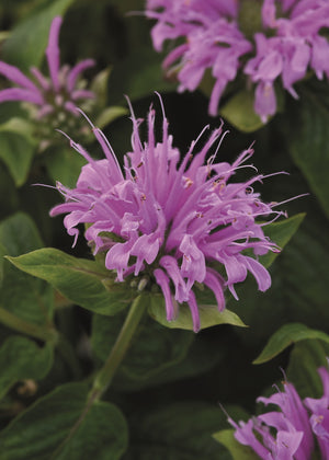 Punaväriminttu 'Bee-Mine Lavender' 3 kpl
