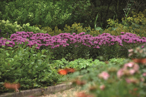 Punaväriminttu 'Bee-Mine Lavender' 3 kpl