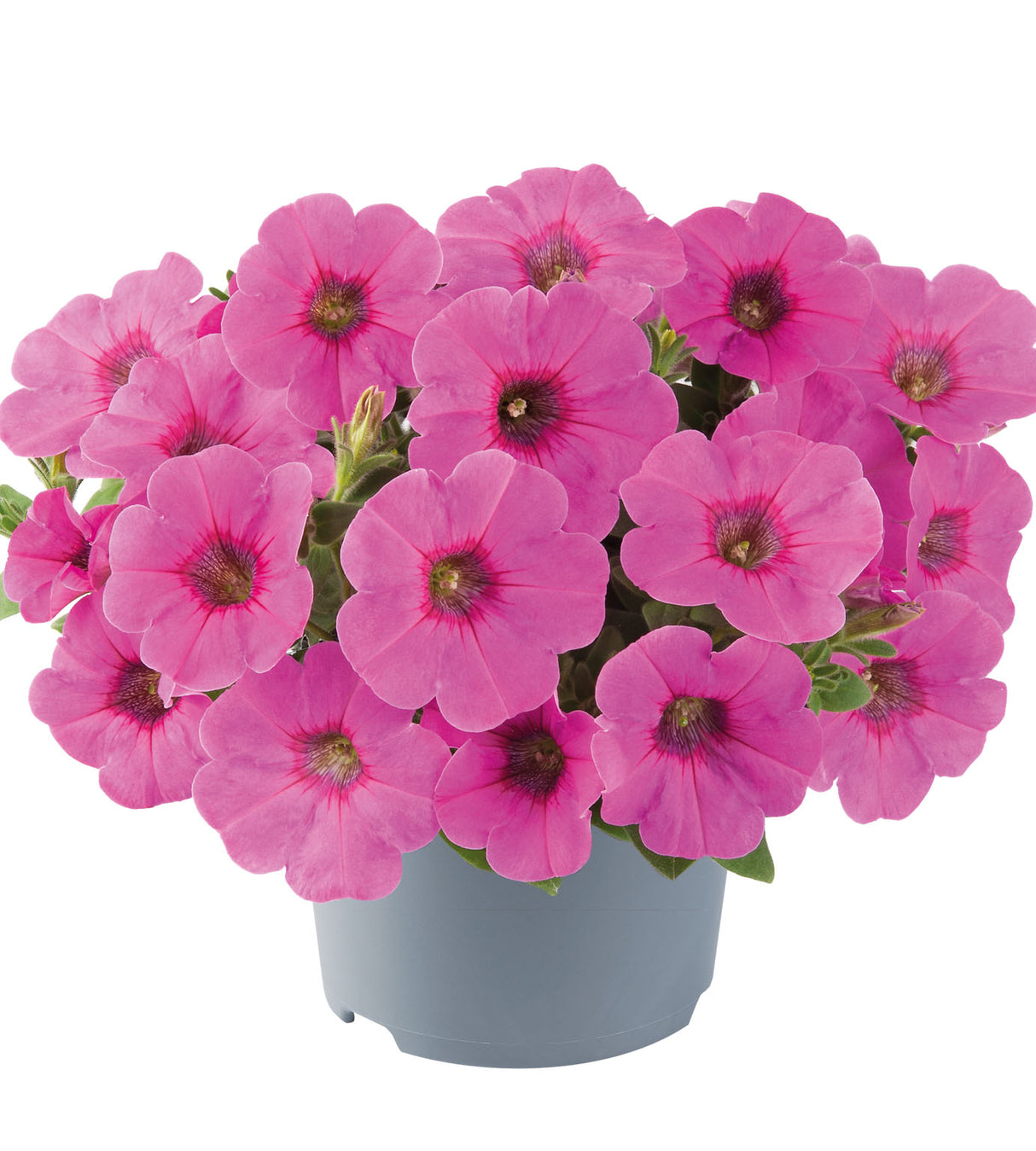 4 kpl Petunia ’Go!Tunia Pink’
