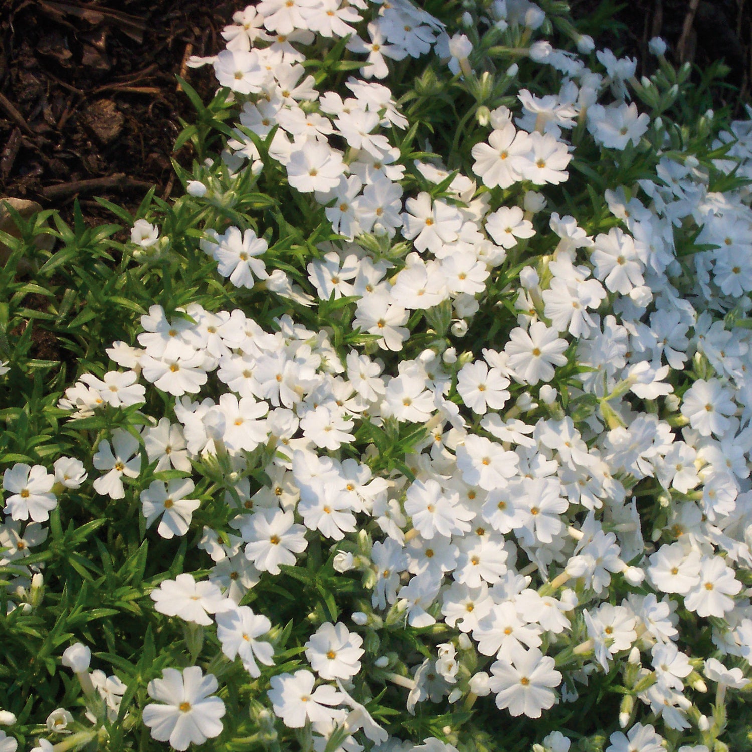 Sammalleimu 'White Delight' 3 kpl