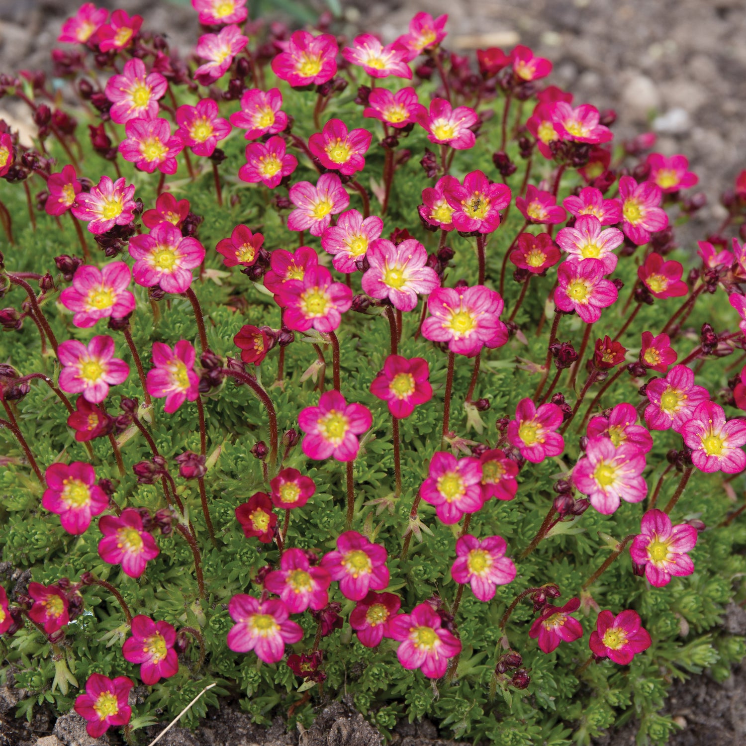 3 kpl Patjarikko 'Carpet Purple Robe'