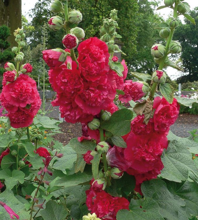 3 kpl Salkoruusu ’Double Scarlet'