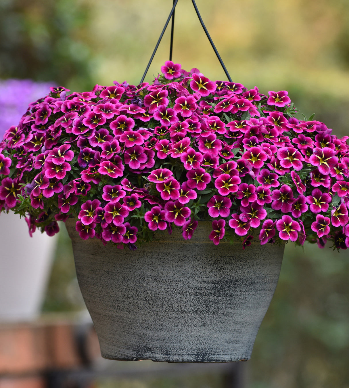 7 kpl Kiss My Bees -lajitelma (3+2+2)