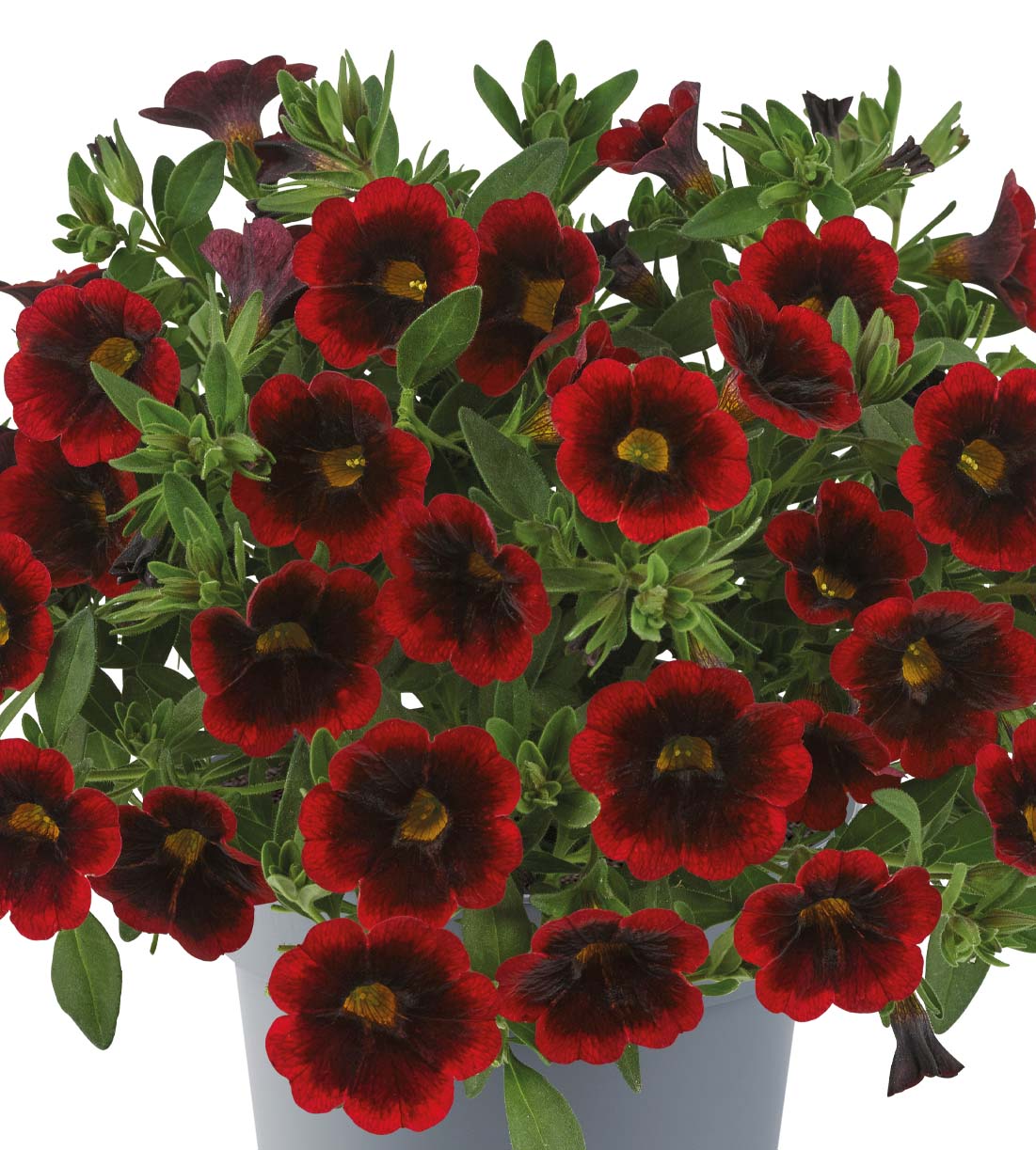 Miljoonakello 'Red Velvet' 4 kpl