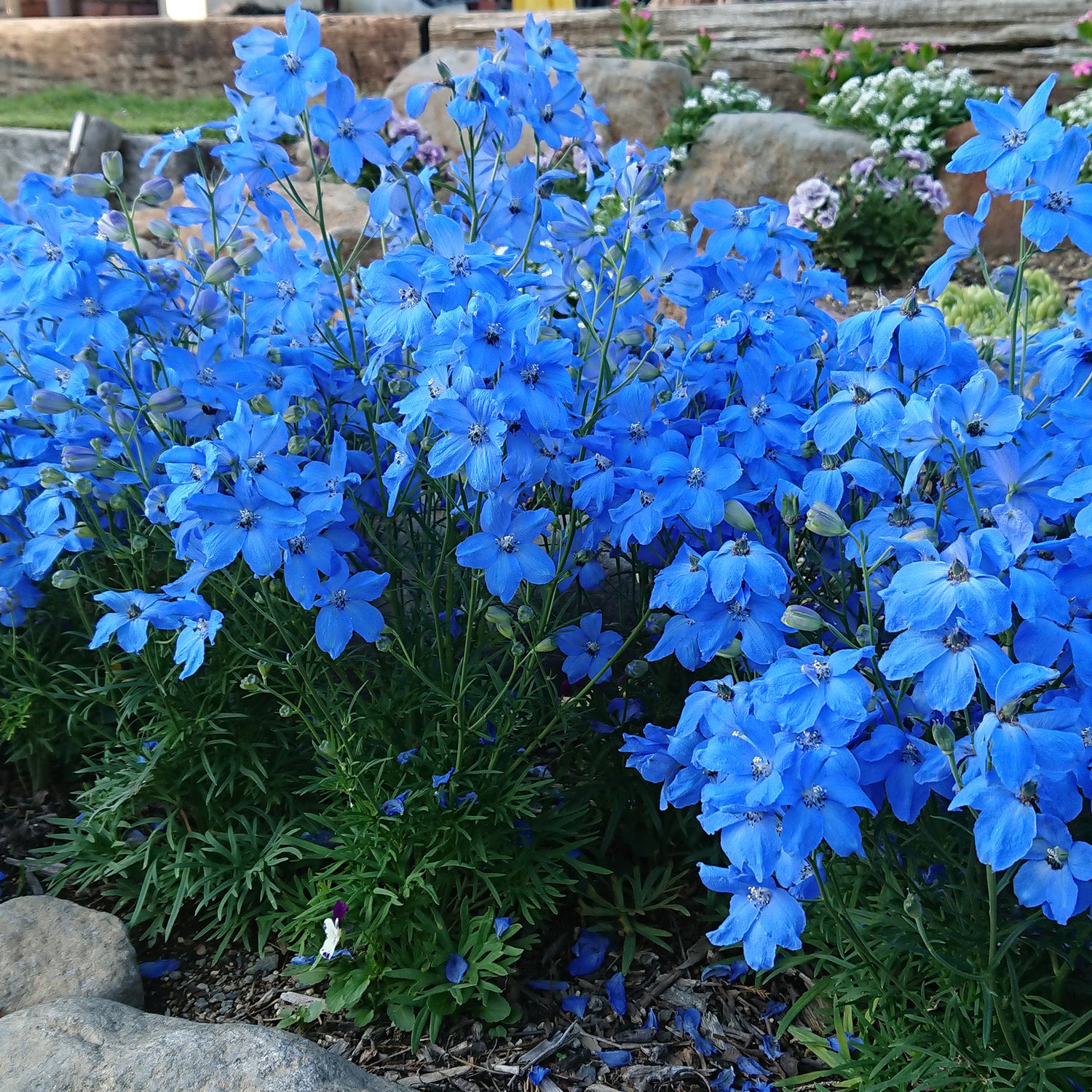 3 kpl Kiinanritarinkannus 'Ocean Cheer Blue'