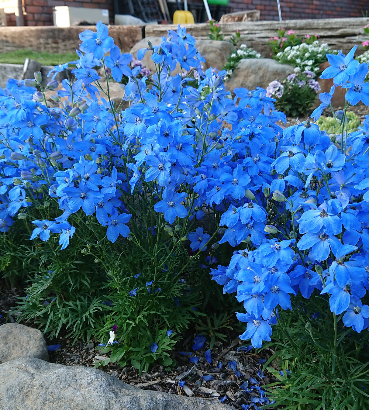 3 kpl Kiinanritarinkannus 'Ocean Cheer Blue'