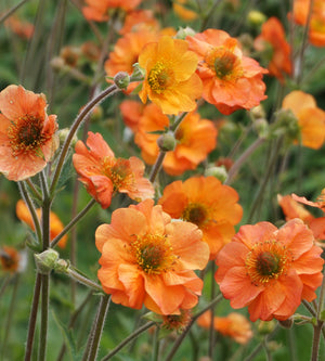3 kpl Kellukka ’Totally Tangerine’