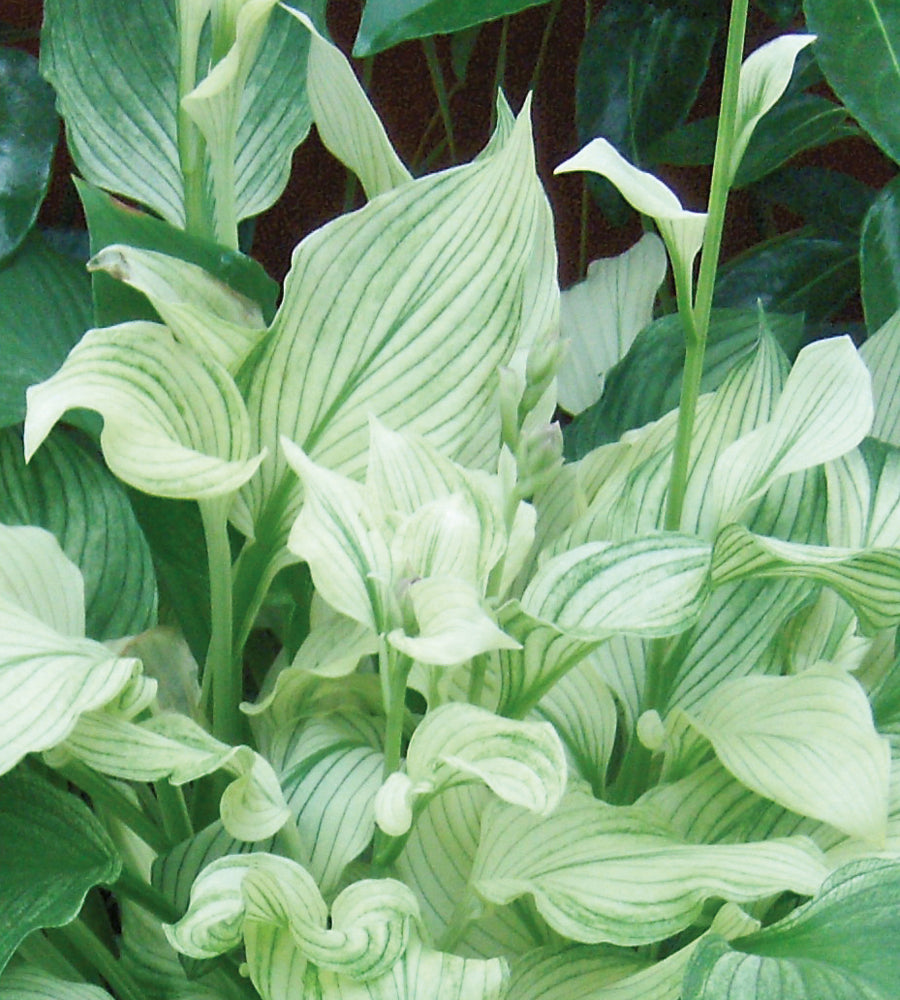 3 kpl Kuunlilja ’White Feather’