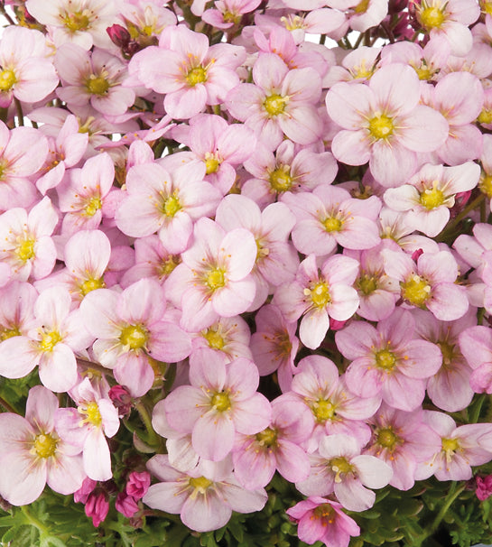 3 kpl Patjarikko 'Ice Colours Appleblossom'