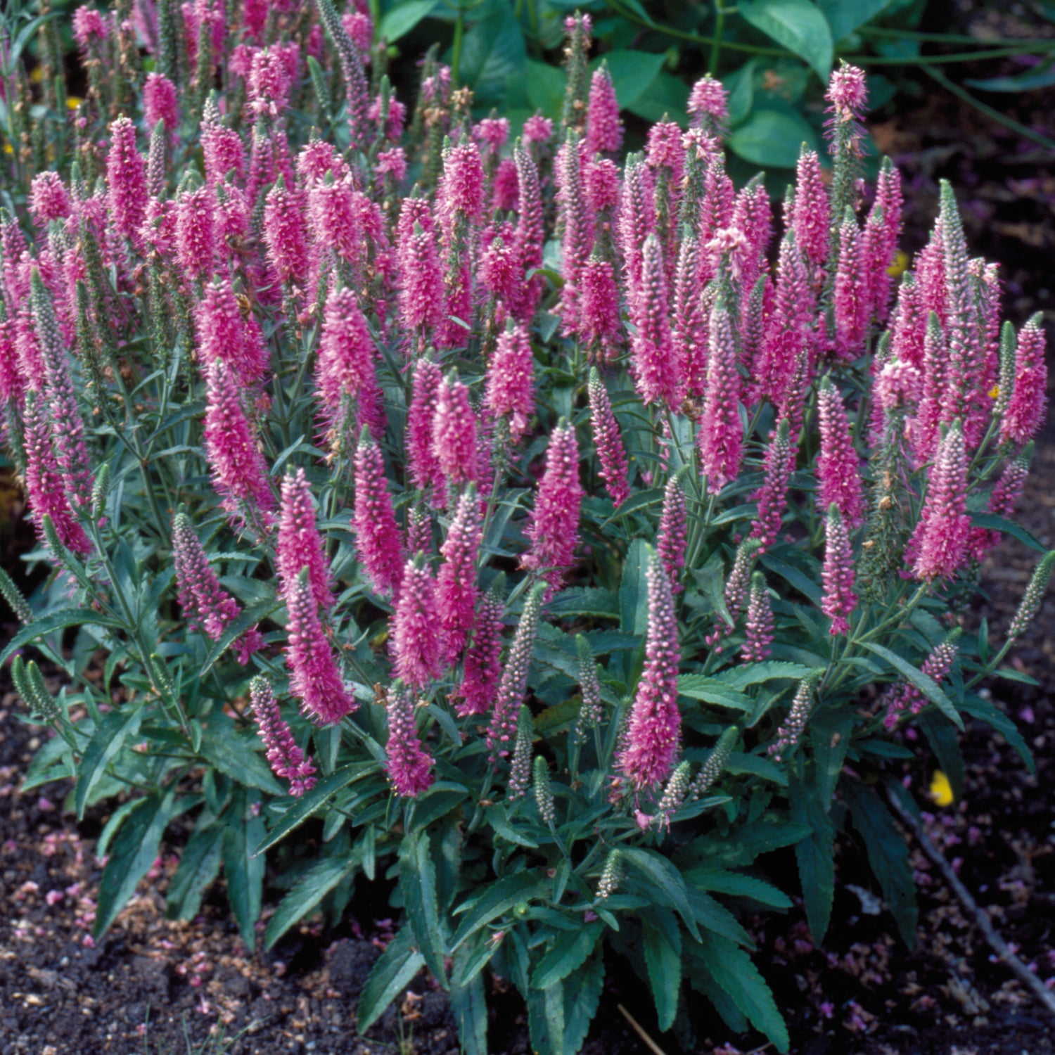 1 kpl Tähkätädyke 'Rosa Zwerg'