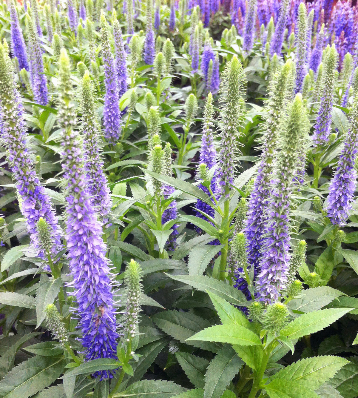 1 kpl Tähkätädyke 'Ulster Blue Dwarf'