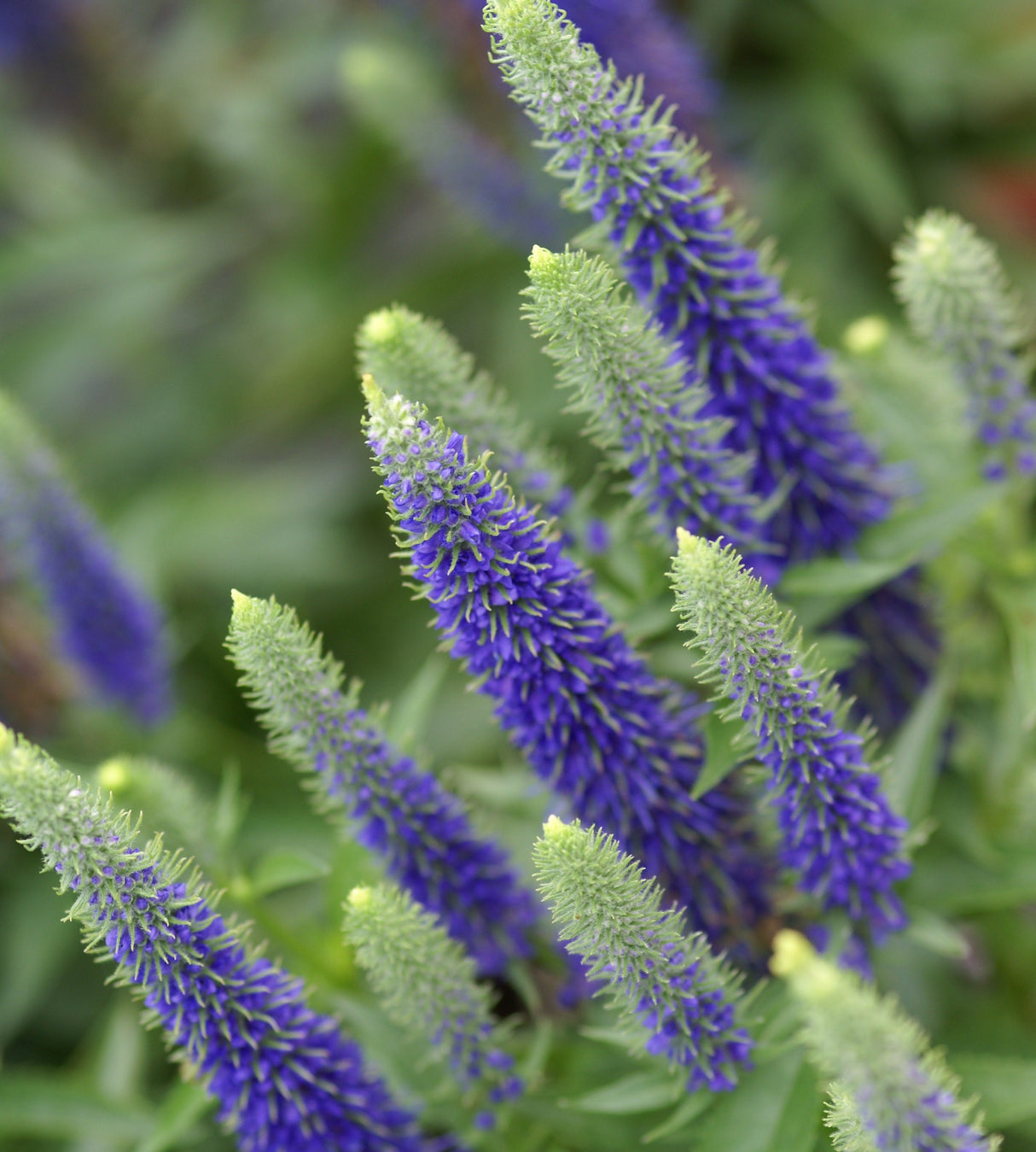 1 kpl Tähkätädyke 'Ulster Blue Dwarf'