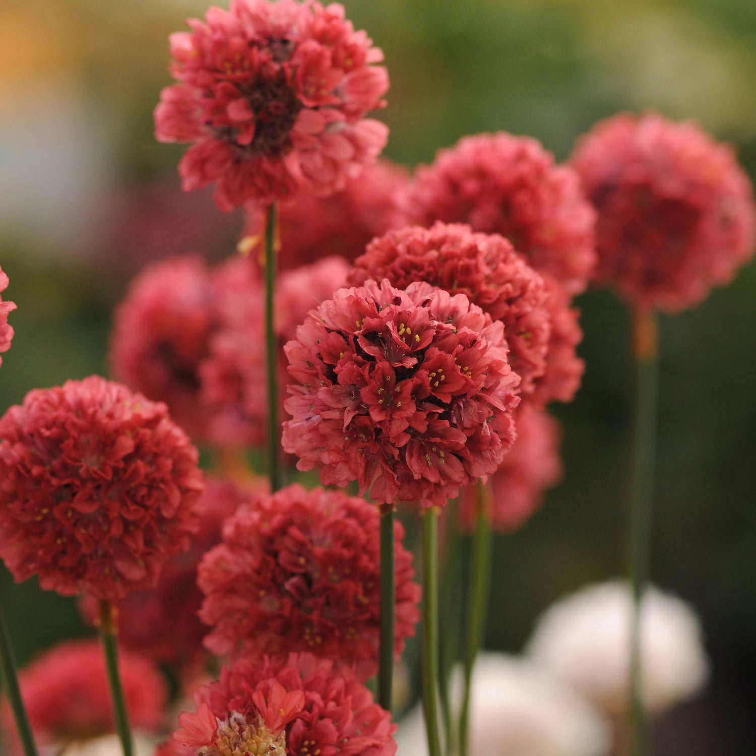 Maljalaukkaneilikka 'Ballerina Red' 3 kpl