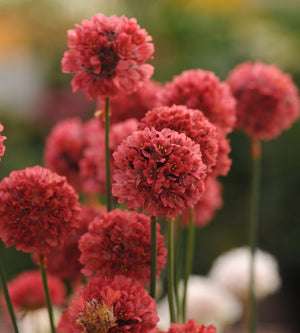 Maljalaukkaneilikka 'Ballerina Red' 3 kpl