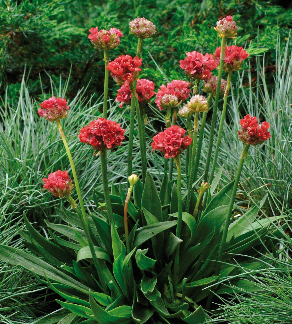 Maljalaukkaneilikka 'Ballerina Red' 3 kpl
