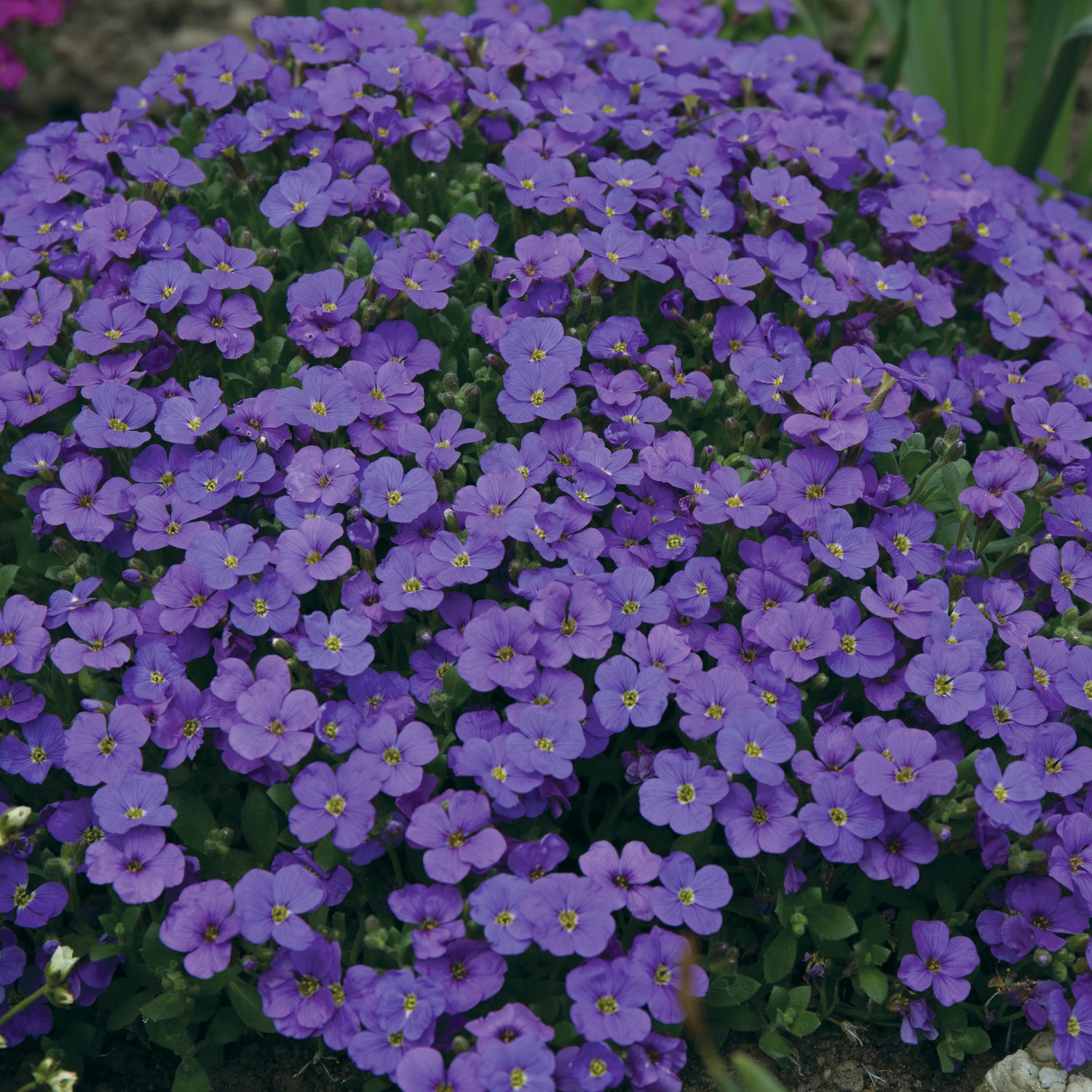 3 kpl Ristikki 'Cascade Blue'