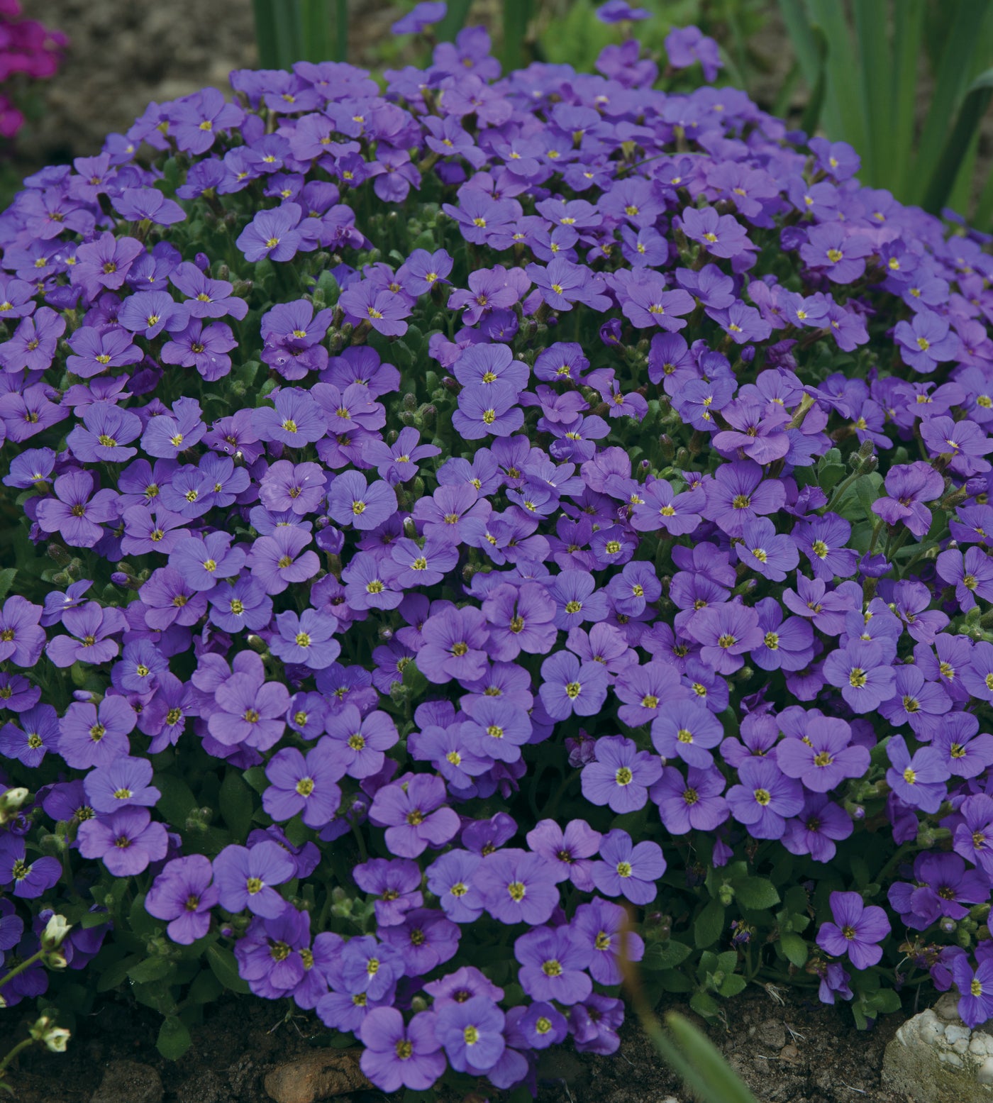 3 kpl Ristikki 'Cascade Blue'