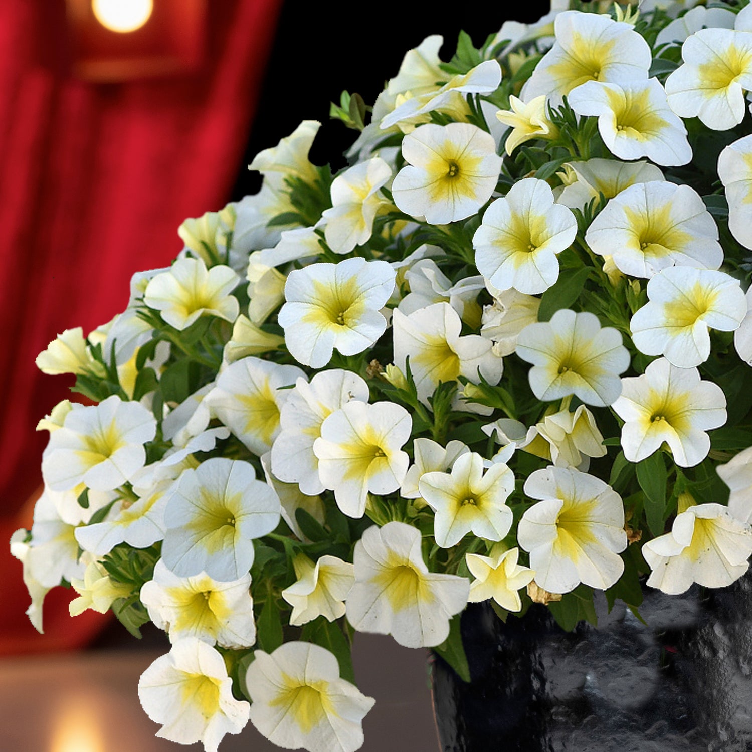Miljoonakello 'Frosty Lemon' 4 kpl