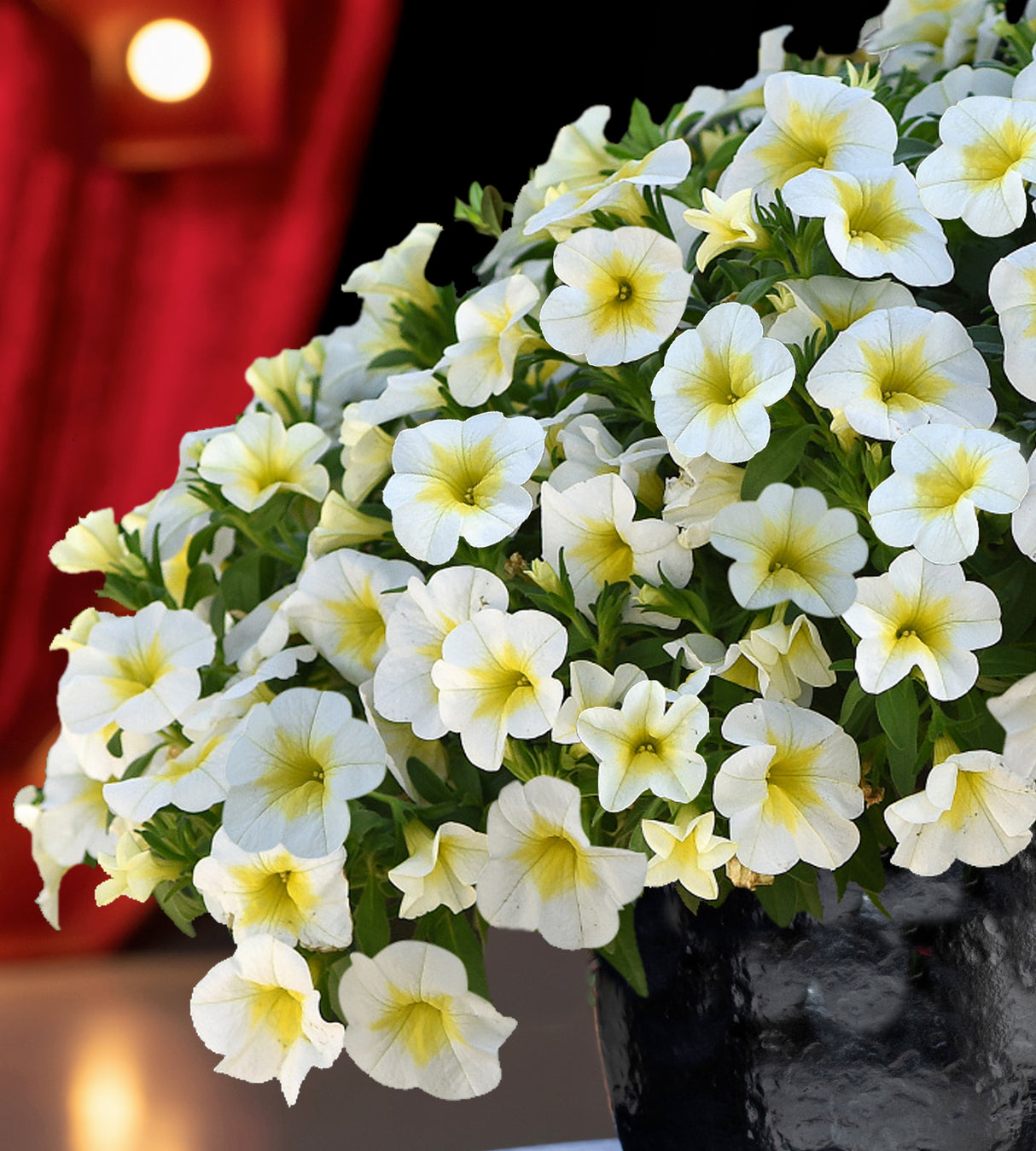 Miljoonakello 'Frosty Lemon' 4 kpl