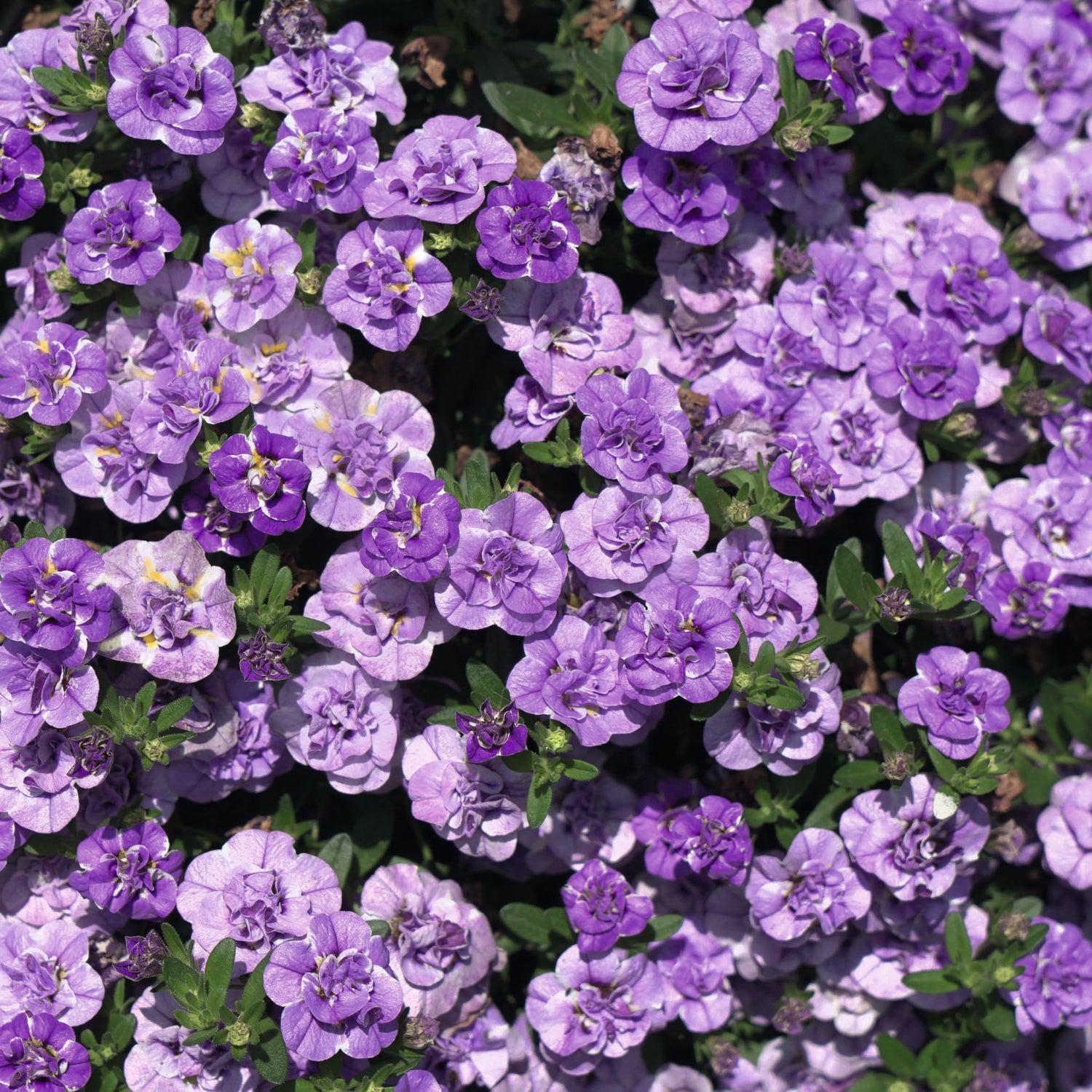 Miljoonakello 'Loopy Lavender' 4 kpl