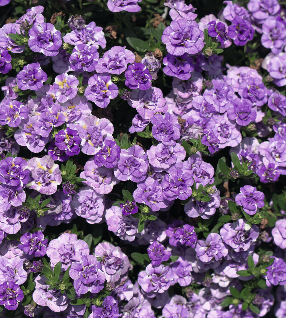 Miljoonakello 'Loopy Lavender' 4 kpl