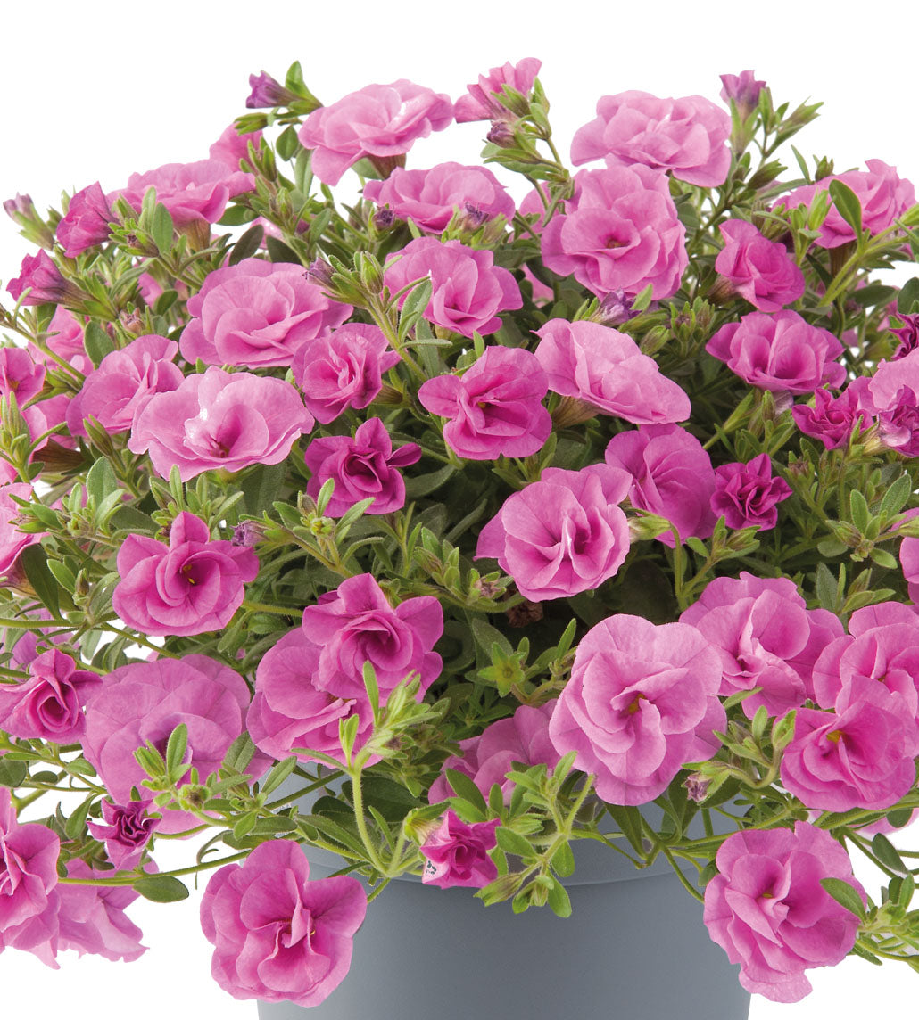 Miljoonakello 'Double Pink' 4 kpl