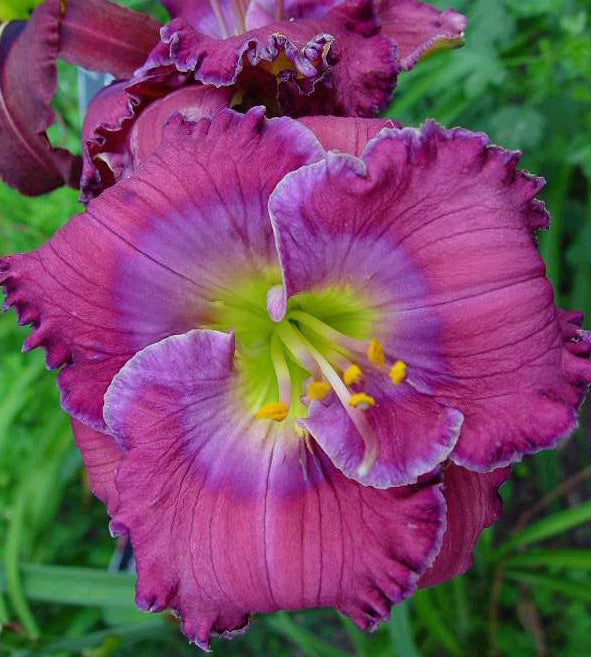 1 kpl Tarhapäivänlilja ’Lavender Blue Baby’