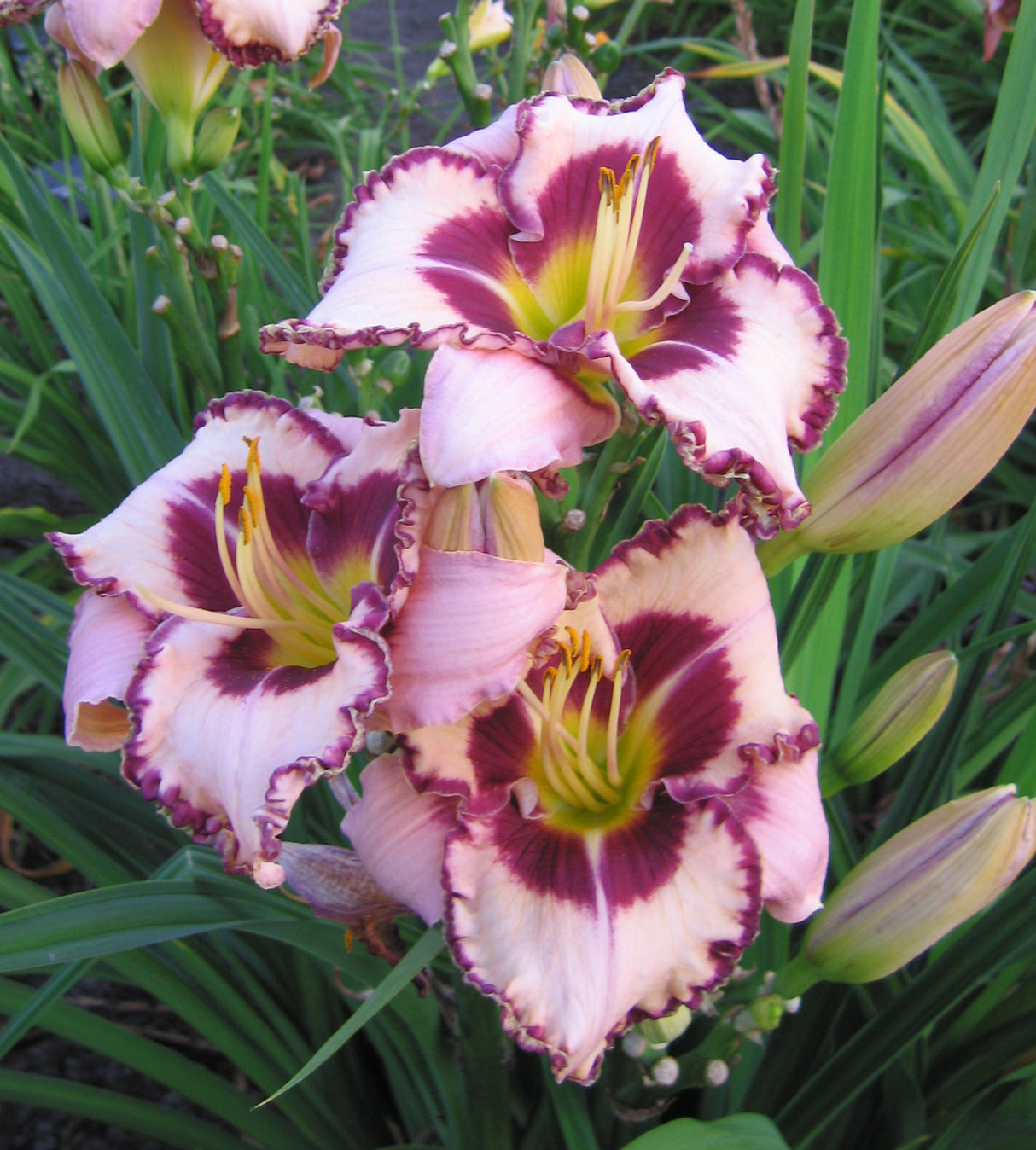 Tarhapäivänlilja 'Purple Flame' 1 kpl