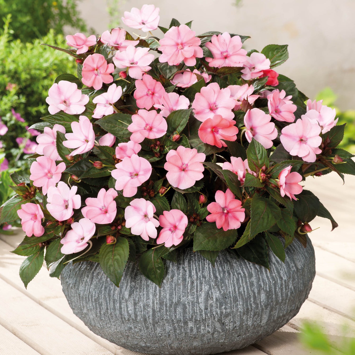 4 kpl Aurinkoliisa ’Blush Pink'