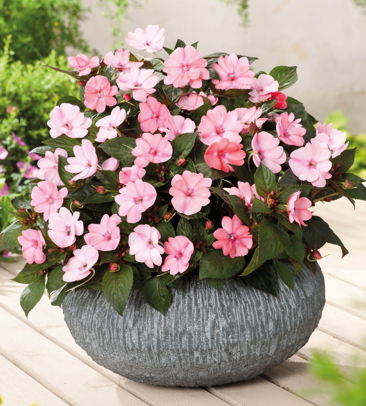 4 kpl Aurinkoliisa ’Blush Pink'