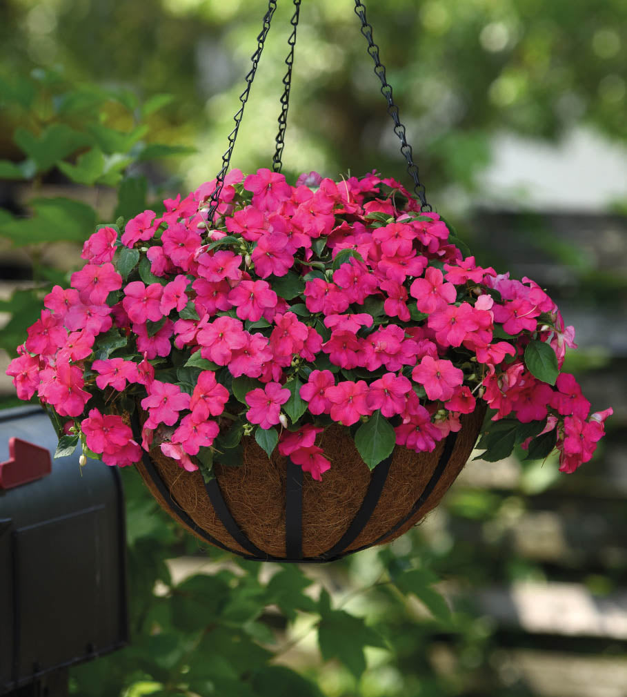 Ahkeraliisa 'Rose' 12 kpl
