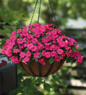 Ahkeraliisa 'Rose' 12 kpl