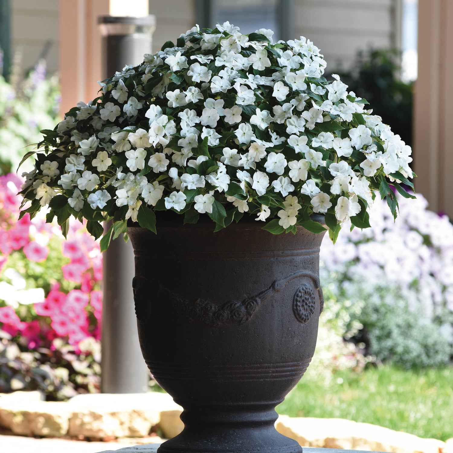 12 kpl Ahkeraliisa 'White