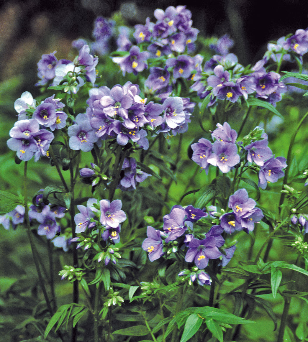 Japaninlehtosinilatva 'Purple Rain' 3 kpl