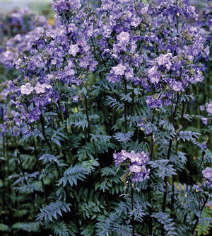Japaninlehtosinilatva 'Purple Rain' 3 kpl