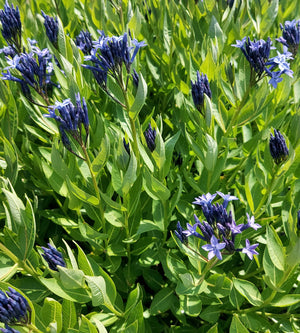 Tähtituikki 'Blue Ice' 3 kpl
