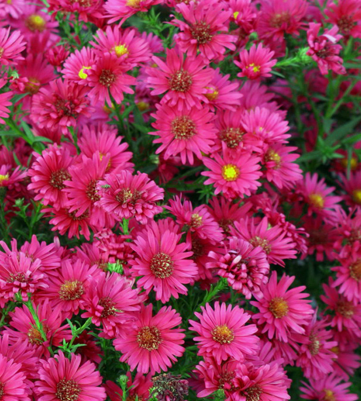 Syysasteri ’Royal Ruby’ 3 kpl