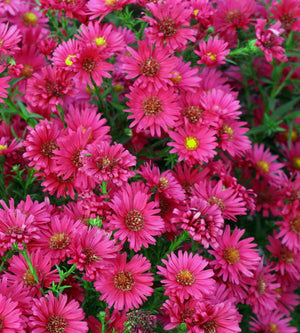 Syysasteri ’Royal Ruby’ 3 kpl