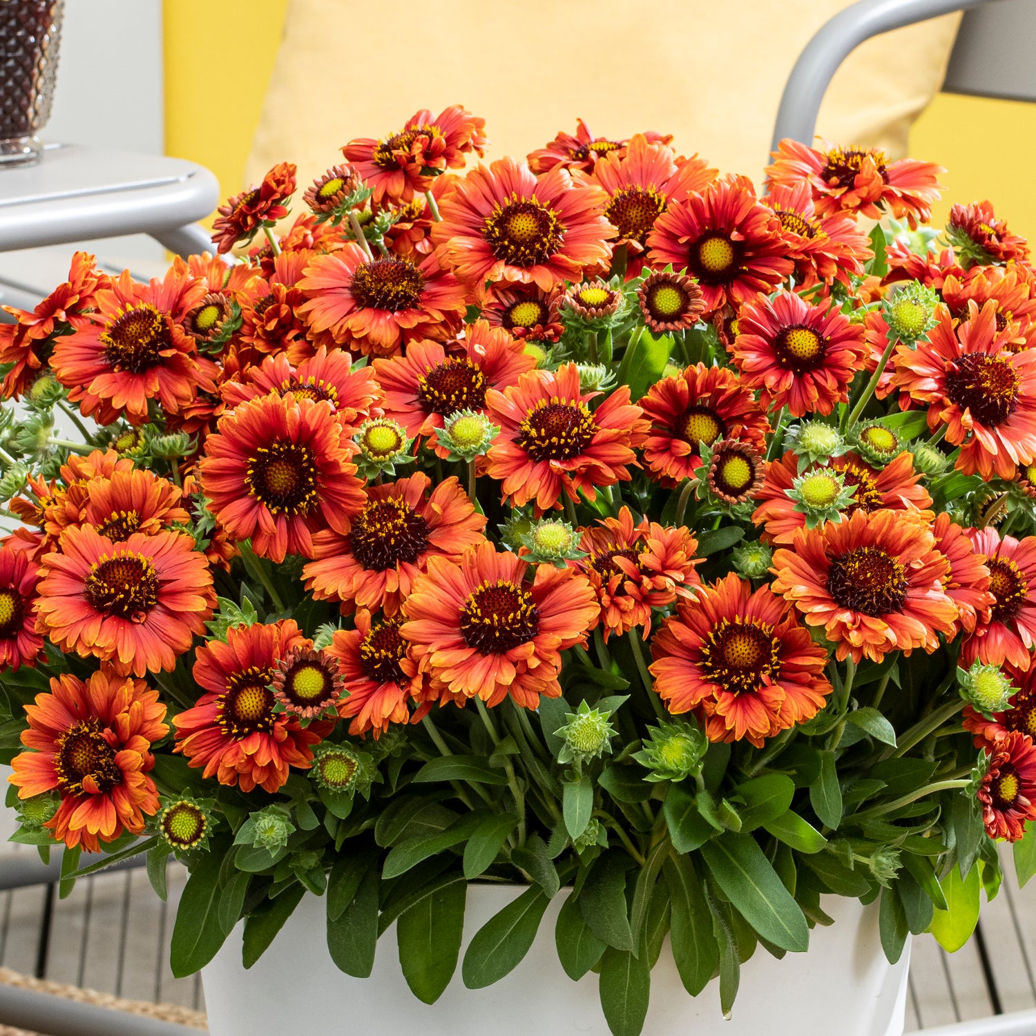 3 kpl Syyssädekukka 'Guapa Red'