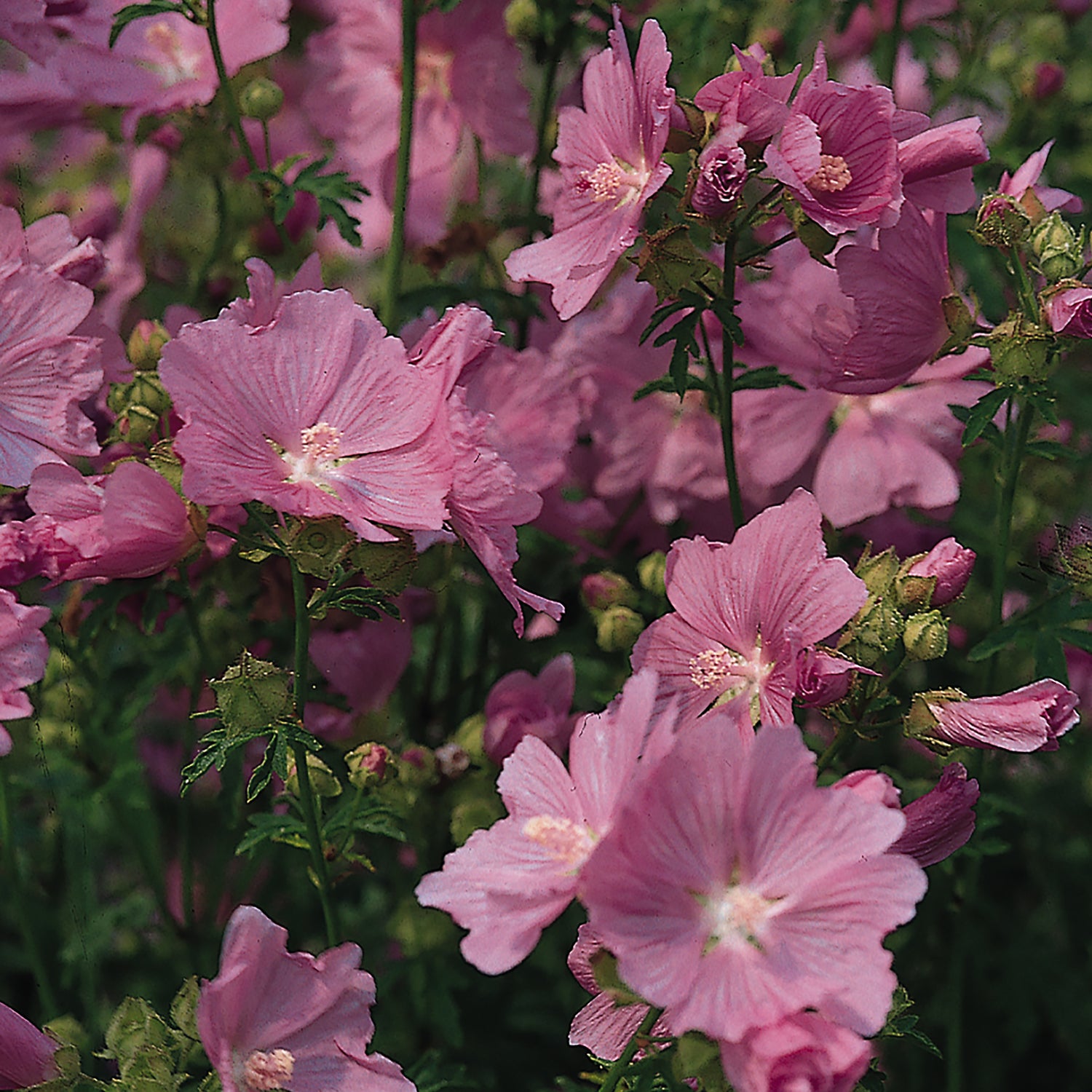 3 kpl Myskimalva 'Rosea'