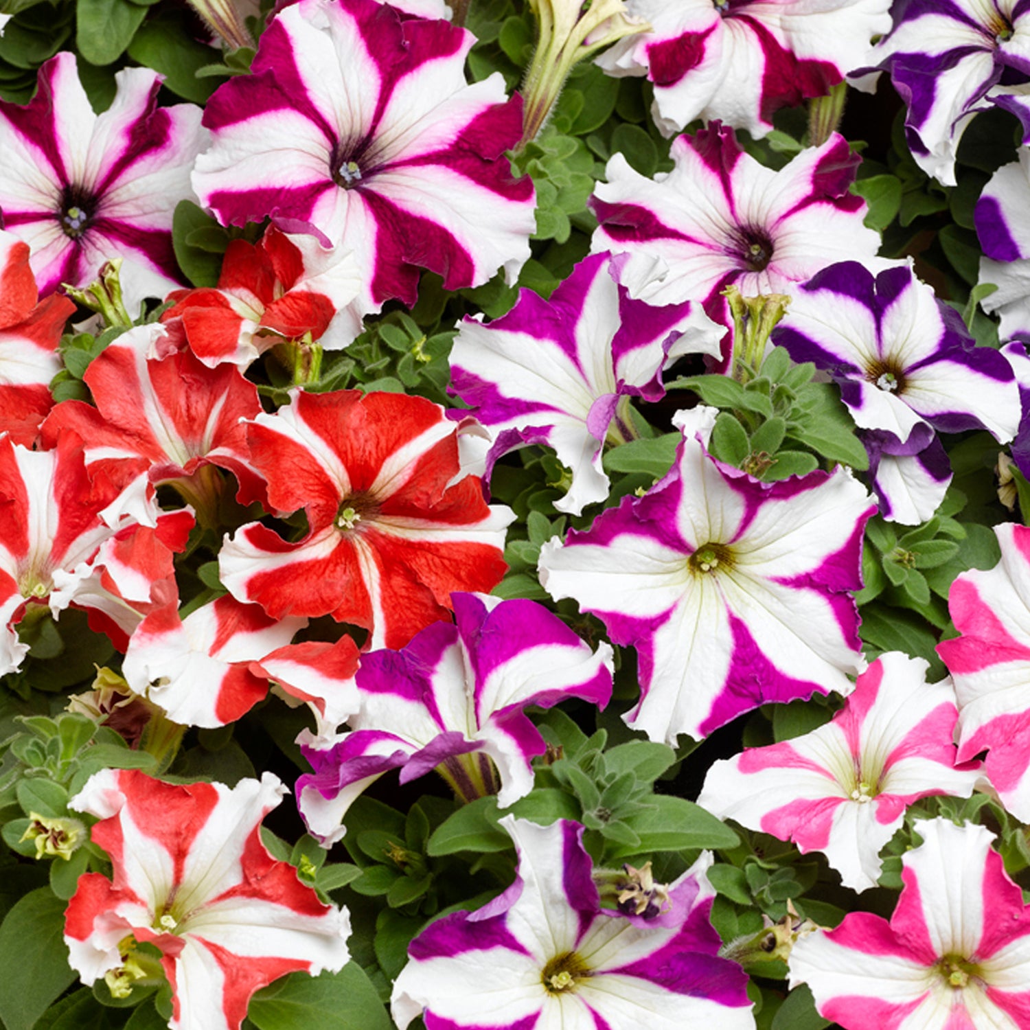 24 kpl Petunia ’Star Mix'