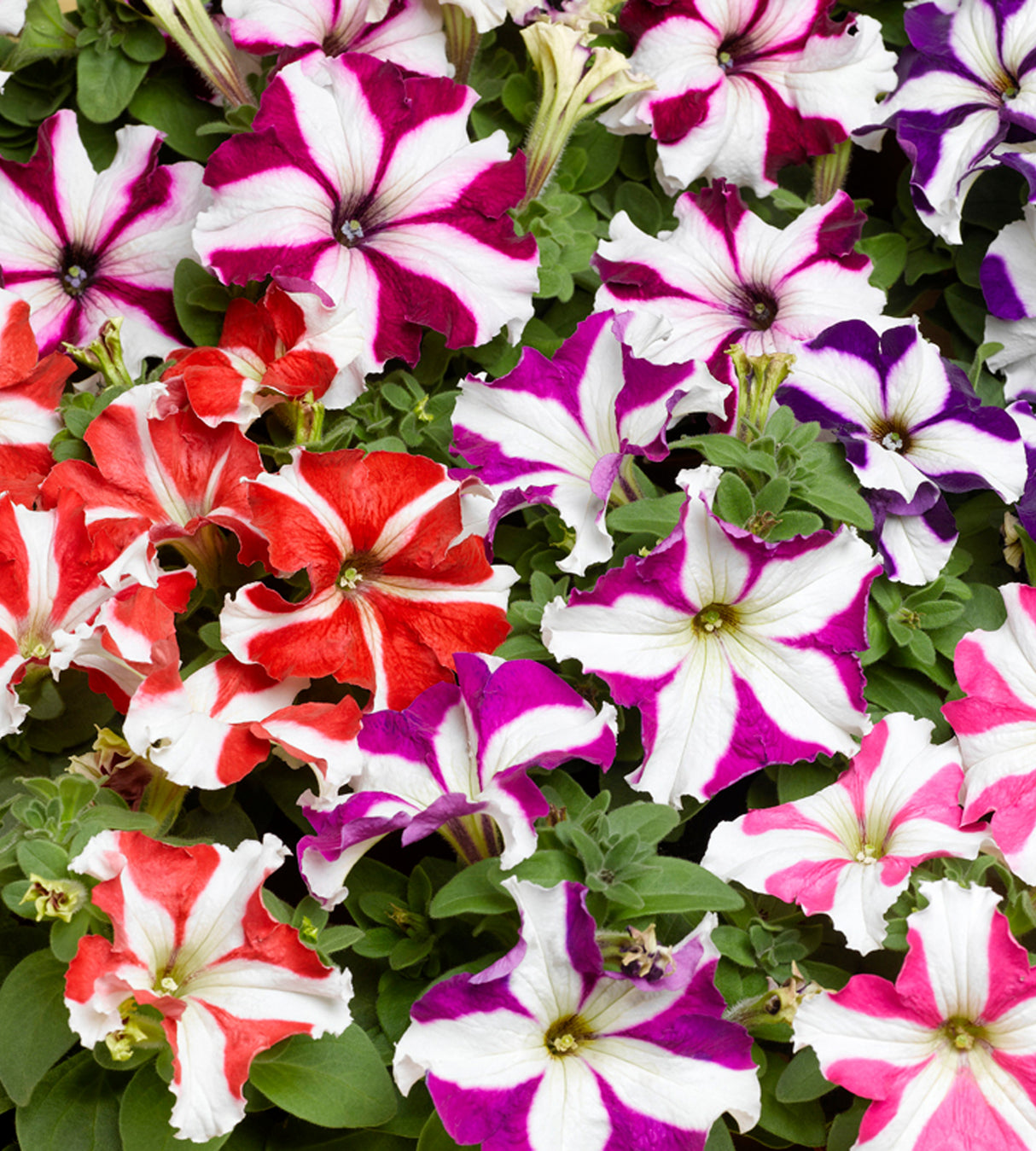 24 kpl Petunia ’Star Mix'