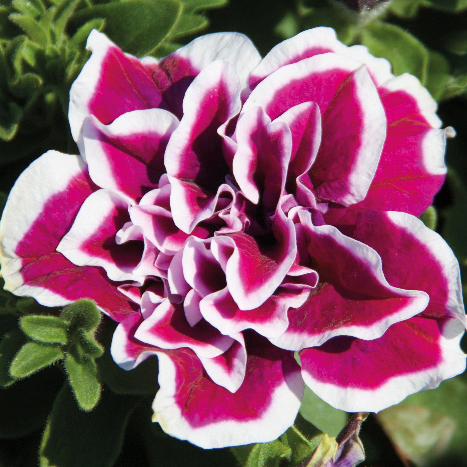 3 kpl Petunia ’Magenta Picotee'
