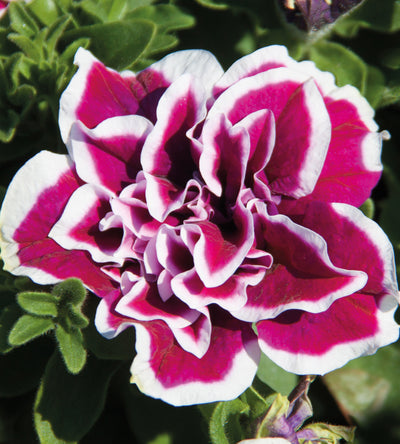 3 kpl Petunia ’Magenta Picotee'