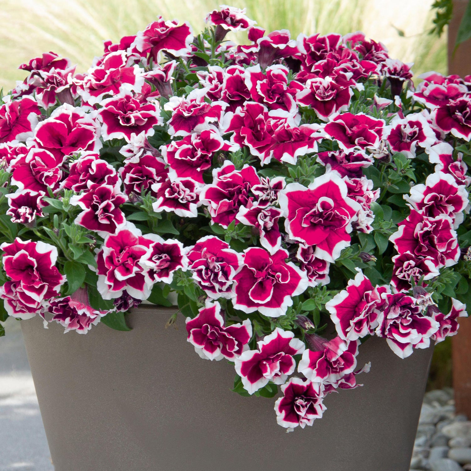3 kpl Petunia ’Magenta Picotee'