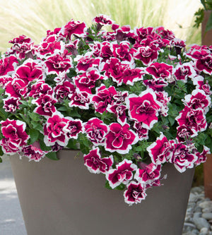 3 kpl Petunia ’Magenta Picotee'