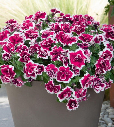 3 kpl Petunia ’Magenta Picotee'