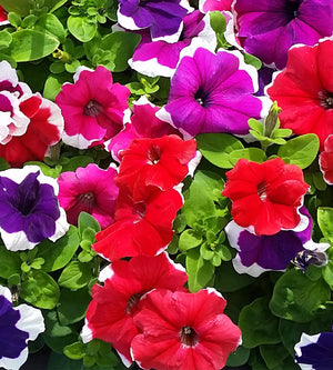 Petunia ’Parade Picotee Mix' 24 kpl