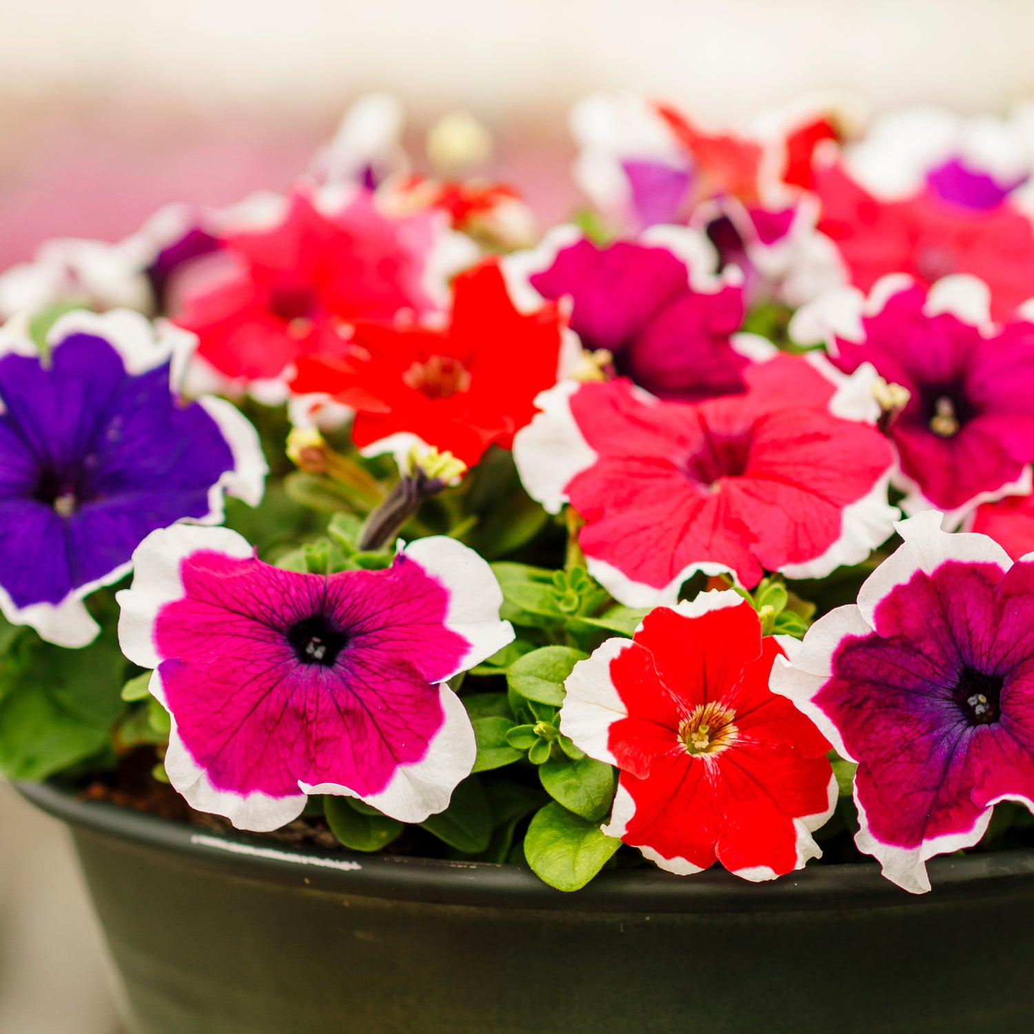 Petunia ’Parade Picotee Mix' 24 kpl